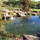 Water Garden Edges: Rocks, Gravel, or Plants?