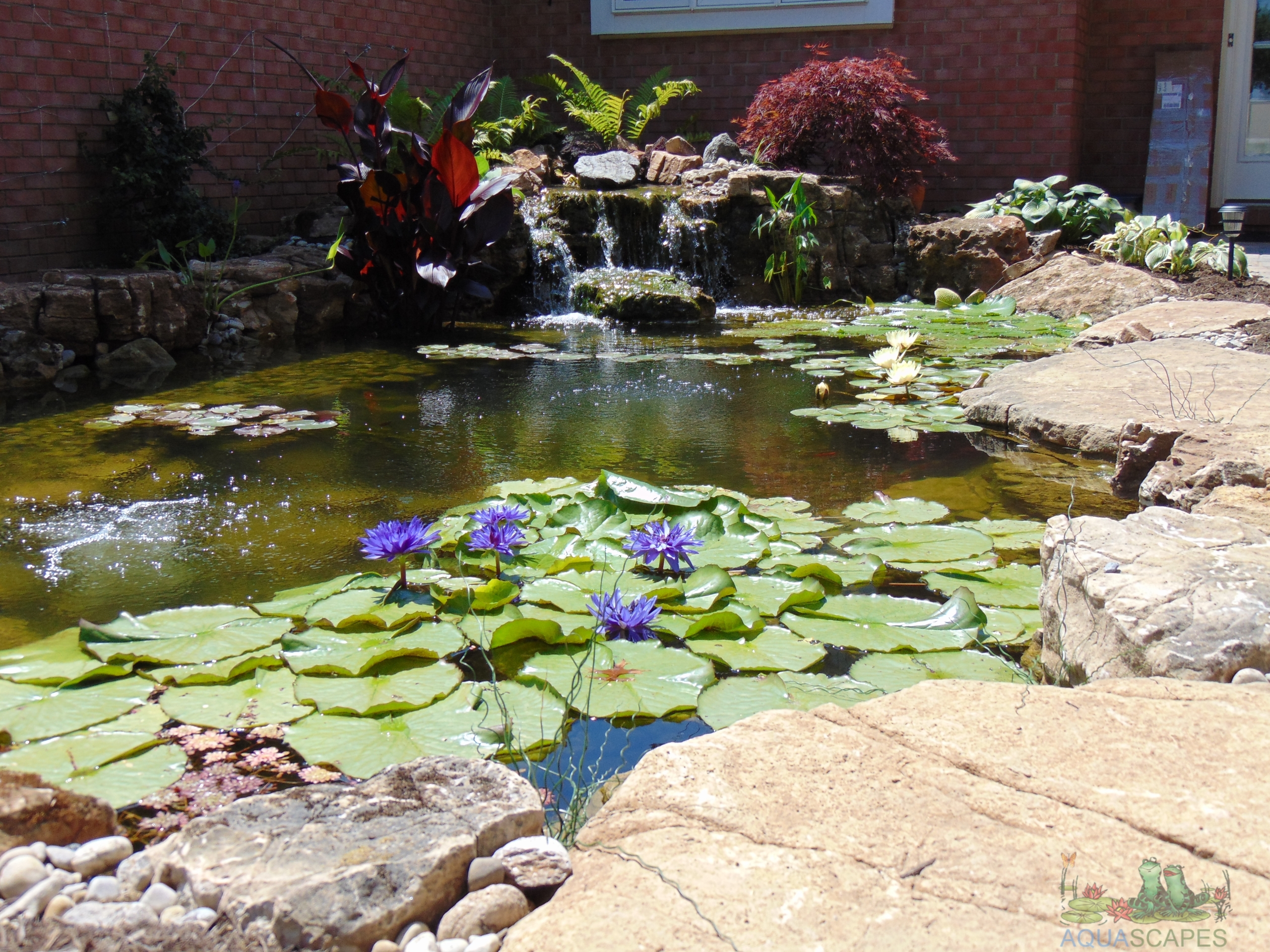 How to Drain a Water Garden for Cleaning