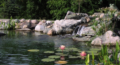 koi pond