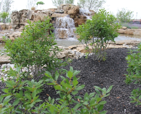 Water Garden Designs