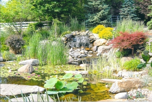 Pond vs Pondless Water Features