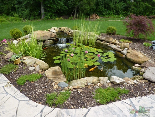 Things to Consider Before Buying a Water Garden