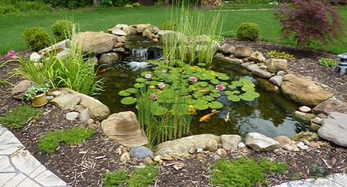 Things to Consider Before Buying a Water Garden