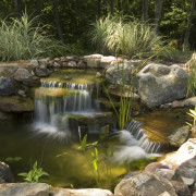Maintaining Water Quality in Your Water Garden