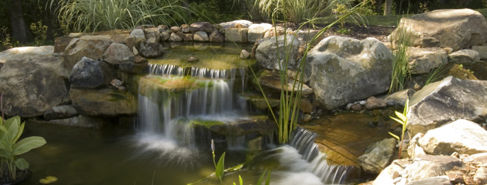 Maintaining Water Quality in Your Water Garden