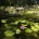 Aquatic plants, How to Shock a Pond: A Guide with Tips