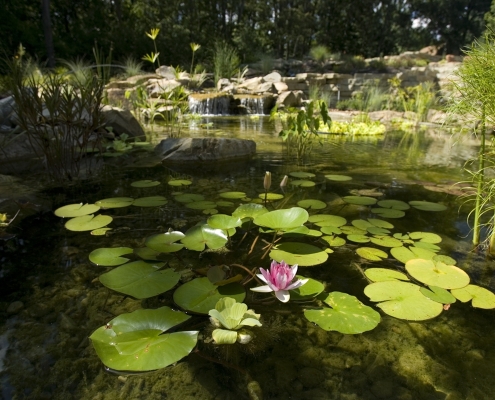 Aquatic plants, How to Shock a Pond: A Guide with Tips