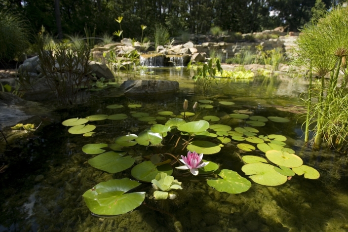 Aquatic plants, How to Shock a Pond: A Guide with Tips