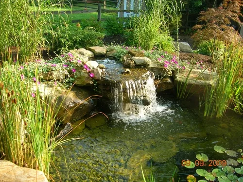 Natural Algae Control Methods