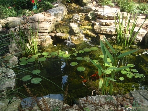 Fall Pond Maintenance