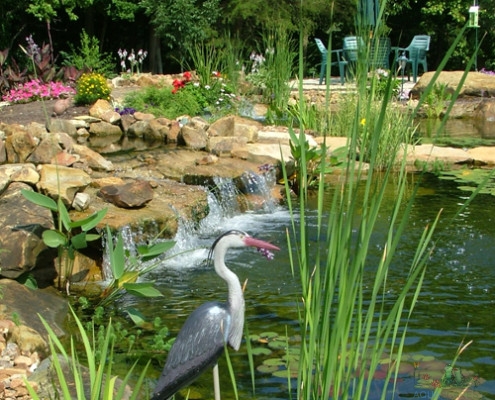 Aquascape Seasonal Maintenance,, spring service, summer opening, pond, water garden service, cleaout