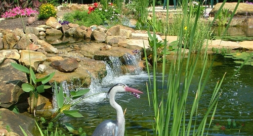 Rainwater Harvesting for Ponds