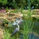 Aquascape Seasonal Maintenance,, spring service, summer opening, pond, water garden service, cleaout