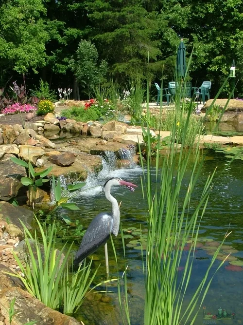 Aquascape Seasonal Maintenance,, spring service, summer opening, pond, water garden service, cleaout