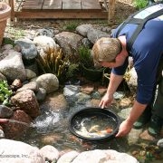 Creating Serene Water Gardens with Meyer Aquascapes