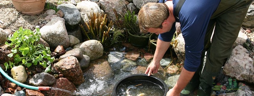 Creating Serene Water Gardens with Meyer Aquascapes