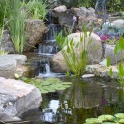 Creating a Low-Maintenance Water Garden