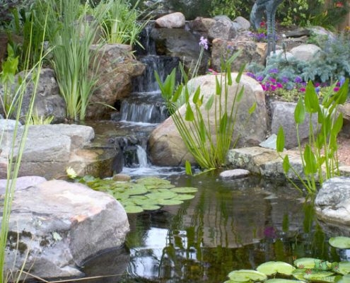 Creating a Low-Maintenance Water Garden