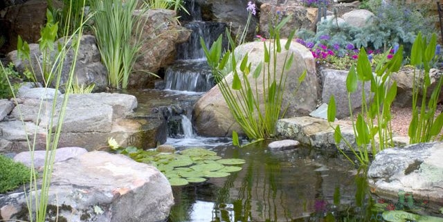 Creating a Low-Maintenance Water Garden