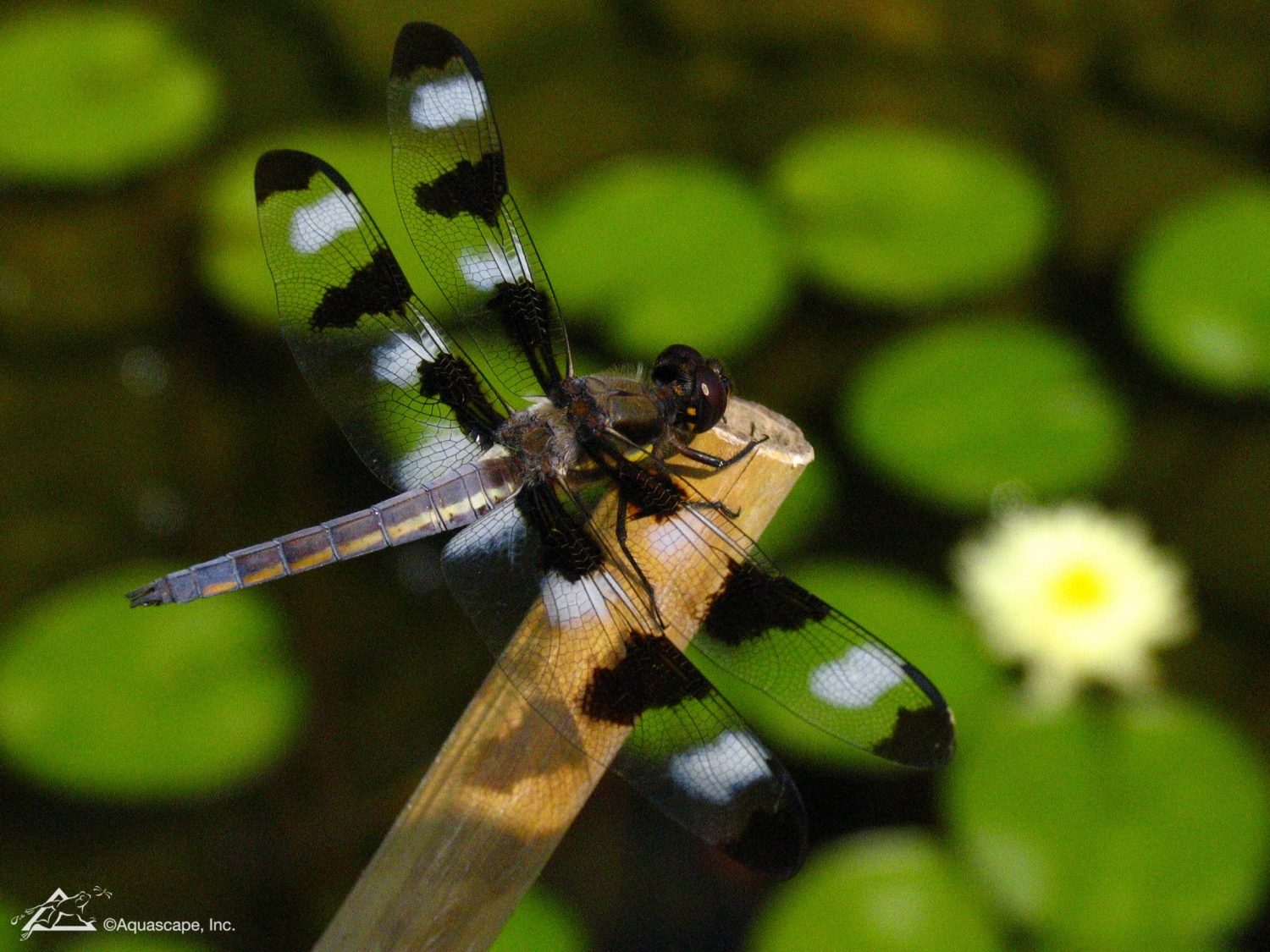 dragonfly pond