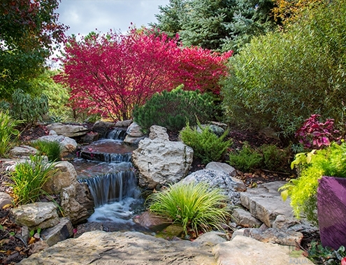 How to Winterize Your Water Garden