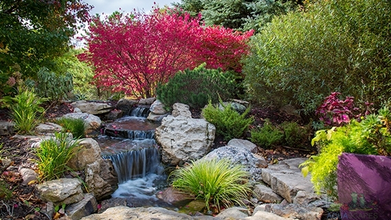 How to Winterize Your Water Garden