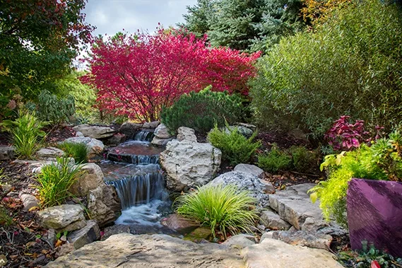How to Winterize Your Water Garden