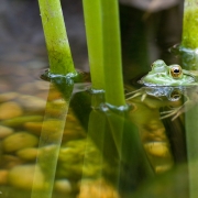 frog in aquascape