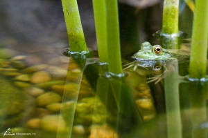 frog in aquascape