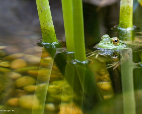 frog in aquascape