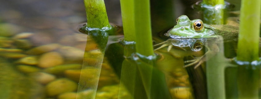 frog in aquascape