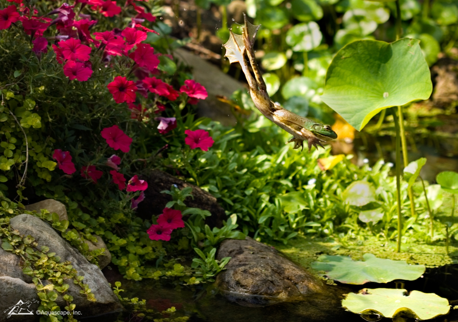 garden pond specialists