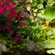 garden pond specialists