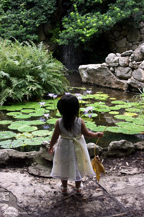 water lily pond feature