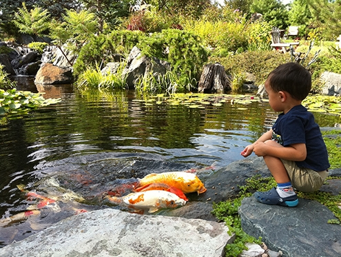 water feature fish