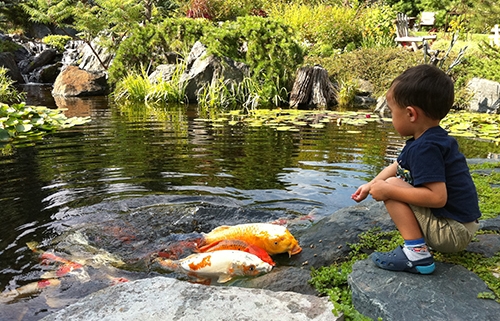 water feature fish