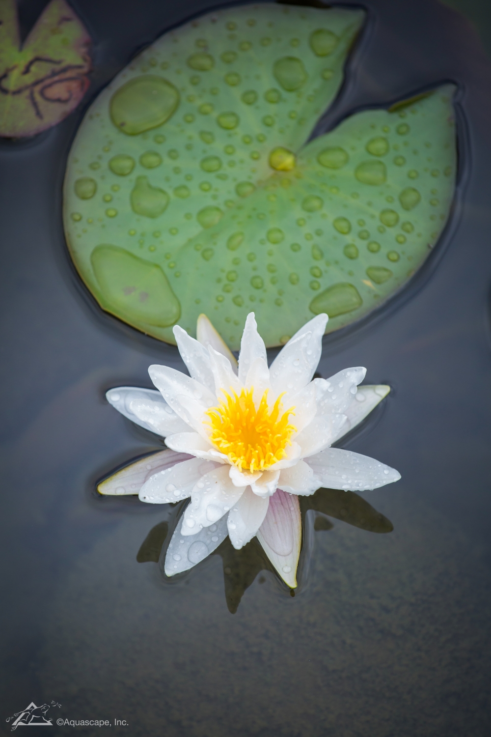 water lily