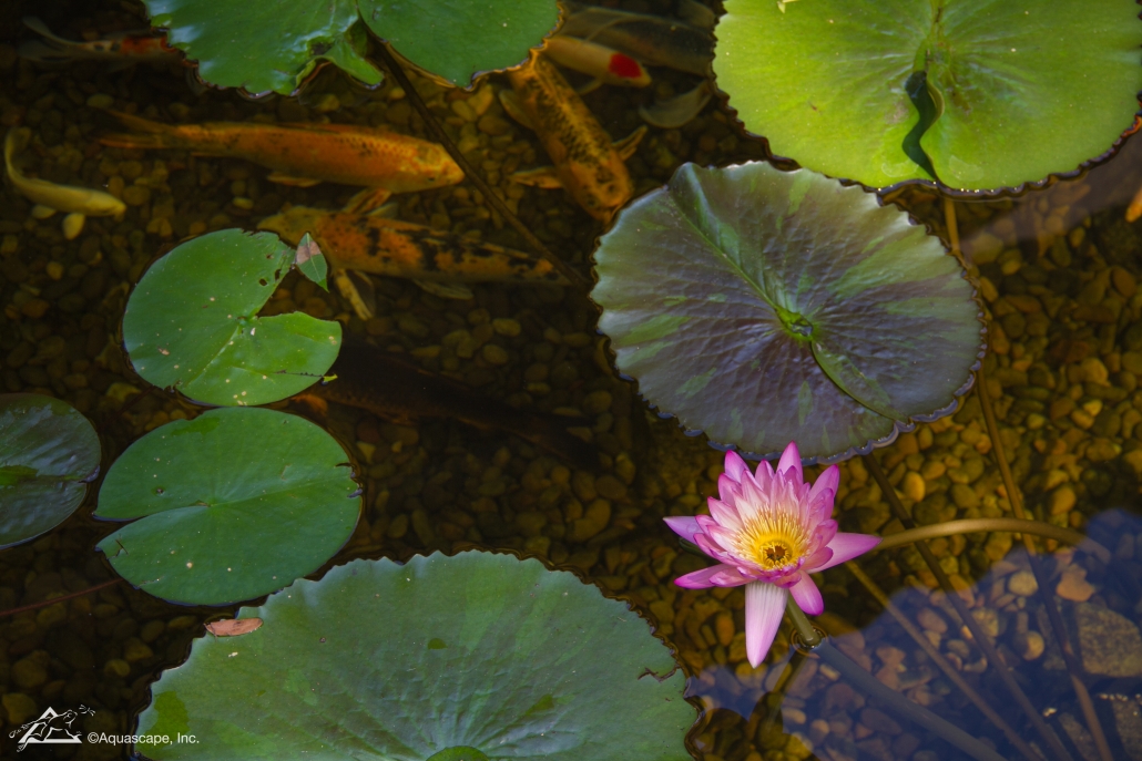 water plant types