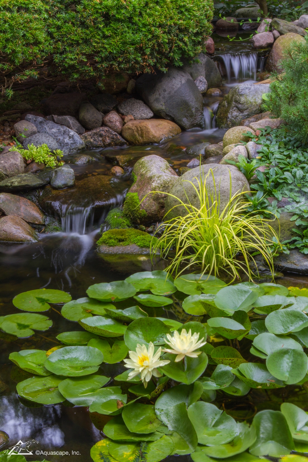 professional water garden construction