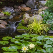 professional water garden construction