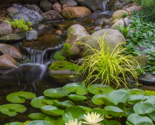 professional water garden construction