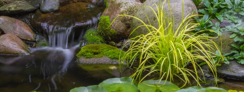 professional water garden construction