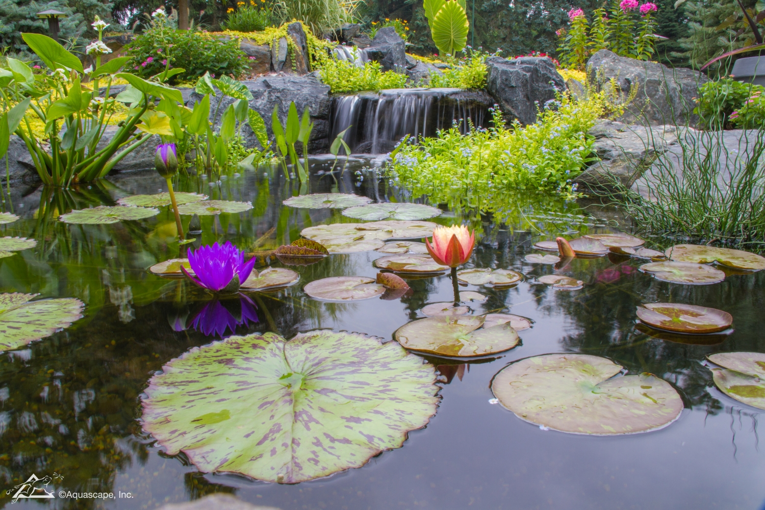 What Kind Of Plants Are In The Water