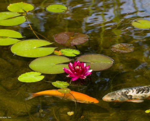 water garden installation and construction