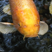 Care for Koi