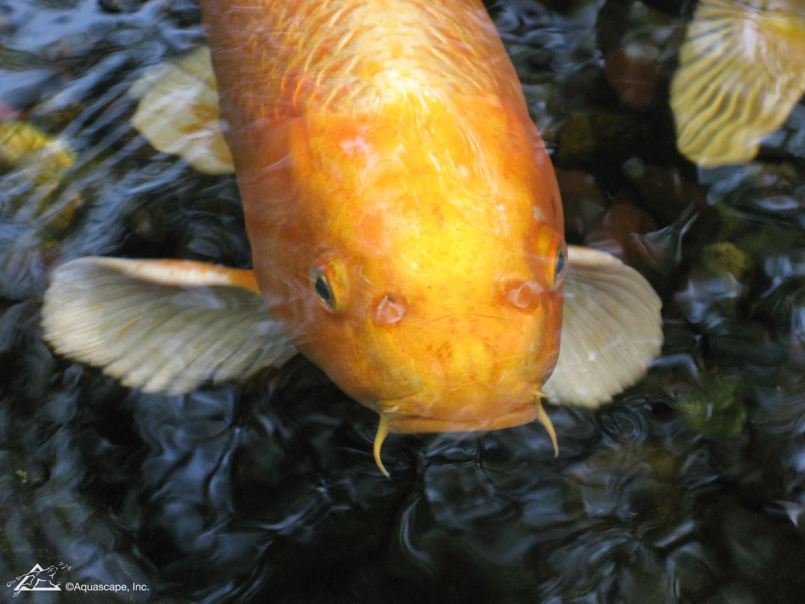 Care for Koi