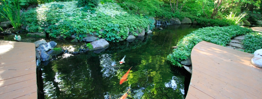 water garden construction