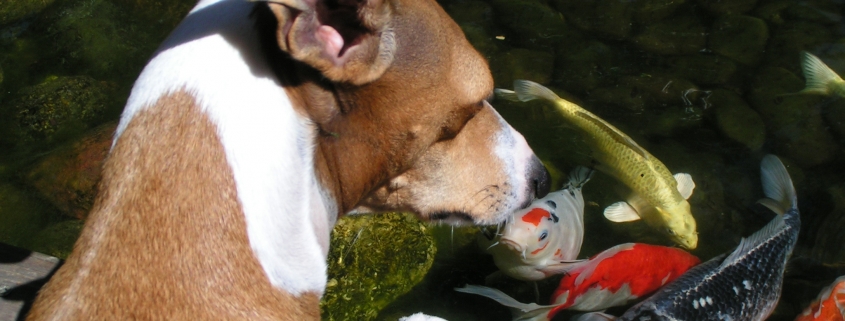 beneficial bacteria ponds