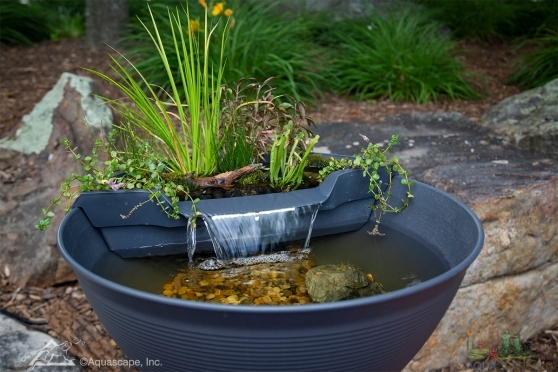 The Mini Water Garden Kit 