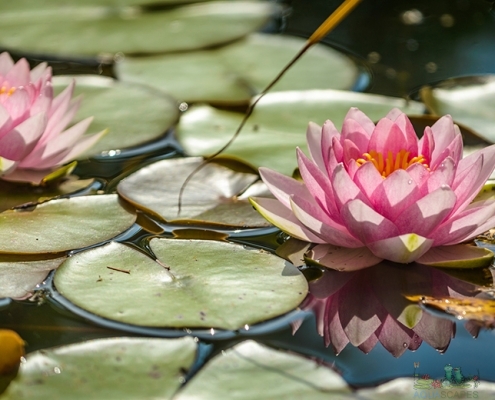 Small-Scale Water Garden Ideas